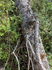 Phellinus chrysoloma