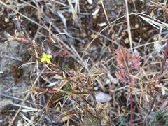 Camissonia strigulosa