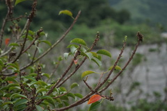 Excoecaria agallocha