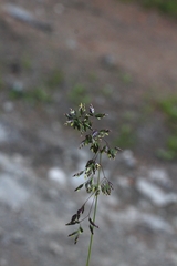 Poa chaixii