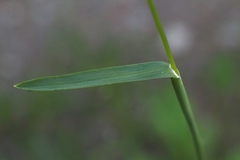 Poa chaixii