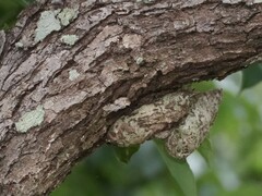 Saturnia pyretorum