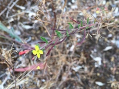 Camissonia strigulosa