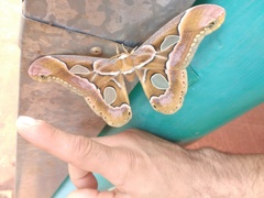 Rothschildia hesperus