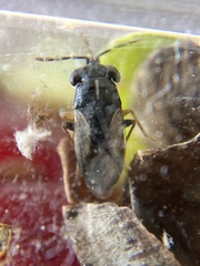 Geocoris lineolus