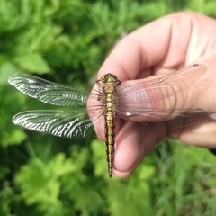 Orthetrum cancellatum