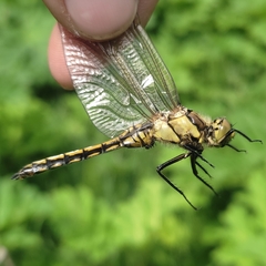 Orthetrum cancellatum