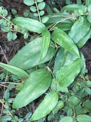Smilax maritima, photograph Joseph McPhail, CC BY, iNaturalist via GBIF
