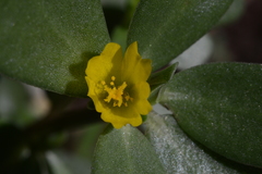 Portulaca oleracea