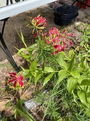Gloriosa superba