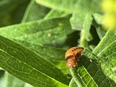 Labidomera clivicollis