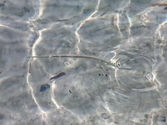 Platybelone argalus
