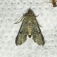 Abablemma brimleyana