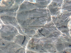 Platybelone argalus