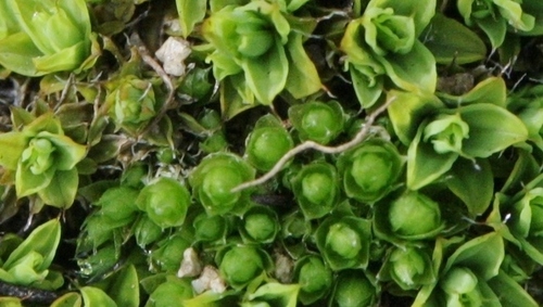 Bryum dichotomum