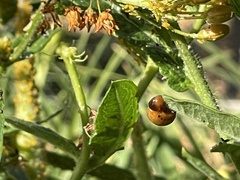 Labidomera clivicollis