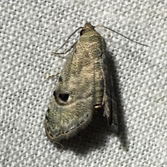 Abablemma brimleyana