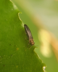 Agrilus anxius