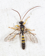 Colpotrochia trifasciata