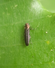 Agrilus anxius