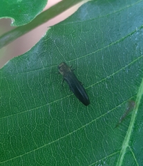 Agrilus anxius