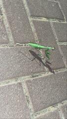 Sphodromantis viridis