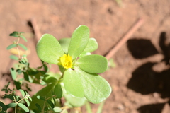 Portulaca oleracea