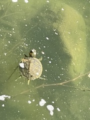 Trachemys scripta elegans