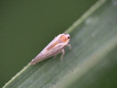 Omolicna