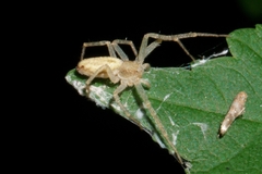Philodromidae