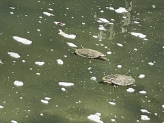 Trachemys scripta elegans