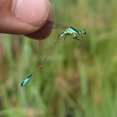 Ischnura elegans