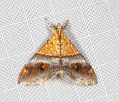 Tetracona amathealis