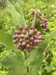 Asclepias syriaca