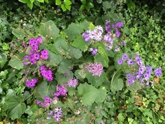 Pericallis × hybrida
