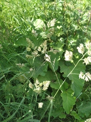 Dactylis glomerata