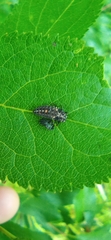 Adalia bipunctata