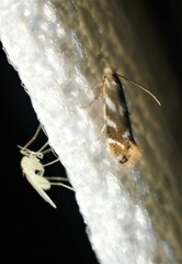 Bucculatrix canadensisella