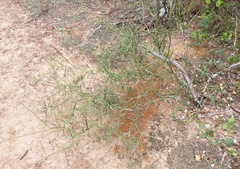 Prosopis sericantha