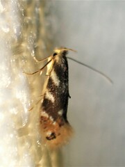 Bucculatrix canadensisella