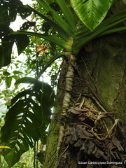 Monstera egregia
