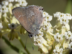 Satyrium tetra