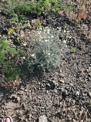 Chaenactis douglasii douglasii