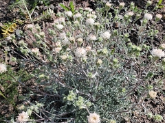 Chaenactis douglasii douglasii