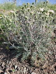 Chaenactis douglasii douglasii
