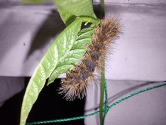 Erebidae