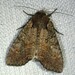Garden Arches Moth - Photo (c) Louis Imbeau, some rights reserved (CC BY), uploaded by Louis Imbeau