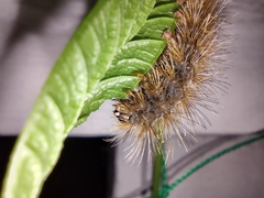 Erebidae