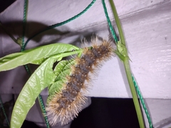 Erebidae