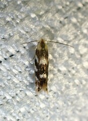 Bucculatrix canadensisella